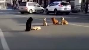 Grupa bezpańskich psów zatrzymuje ruch na ulicy, wtedy kierowcy widzą dlaczego.